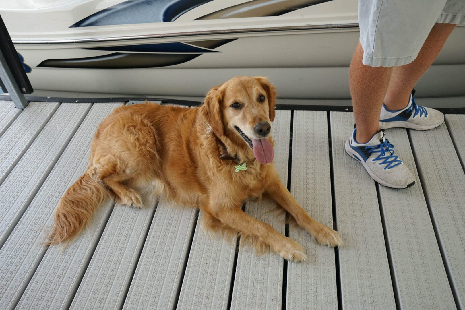 A dog laying on the deck of a boat